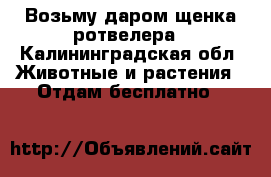 Возьму даром щенка ротвелера - Калининградская обл. Животные и растения » Отдам бесплатно   